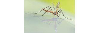Καταπολέμηση κουνουπιών και σκνιπών