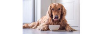 Σχετικά με την τροφή του σκύλου σας