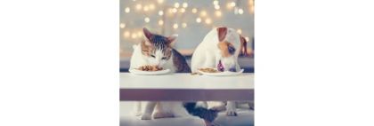 Φυσικές & βιολογικές τροφές για κατοικίδια: αξίζει η επένδυση;