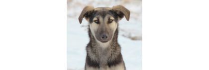 Τα Αδέσποτα Ζώα στην Ελλάδα: Πρόοδος, Προκλήσεις & Πώς Μπορούμε Όλοι να Βοηθήσουμε