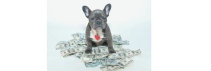 Το πραγματικό κόστος φροντίδας ενός σκύλου ή μιας γάτας – και πώς να εξοικονομήσετε χρήματα σωστά