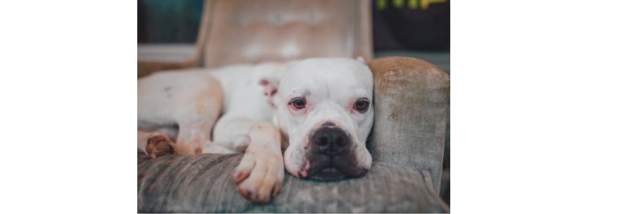 Back to School και για τα κατοικίδια