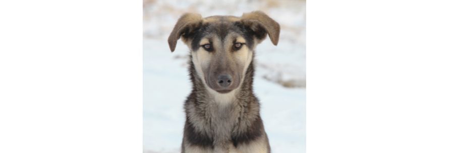Τα Αδέσποτα Ζώα στην Ελλάδα: Πρόοδος, Προκλήσεις & Πώς Μπορούμε Όλοι να Βοηθήσουμε
